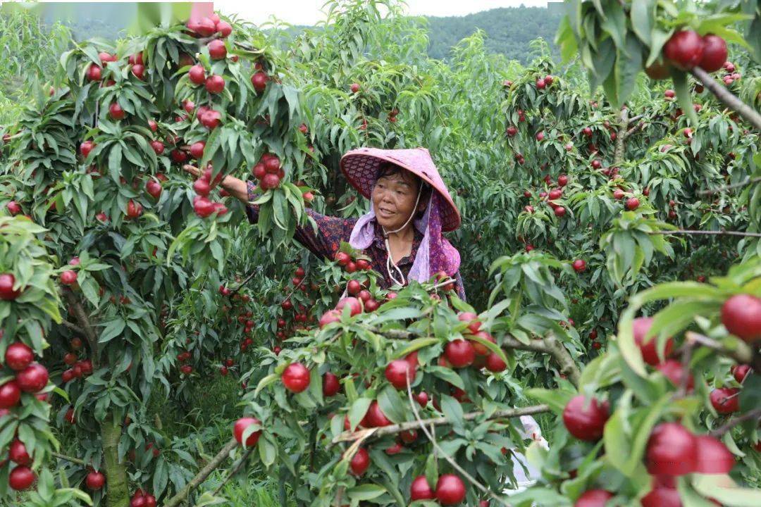 【时讯】施秉县甘溪乡:"水果经济"注入乡村振兴"新活力"_油桃_村民