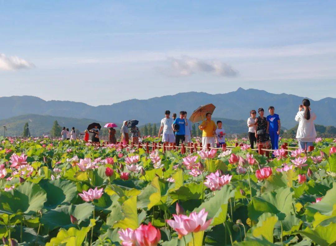 莲花县第十二届莲文化旅游节绮韵开幕_活动_发展_家乡