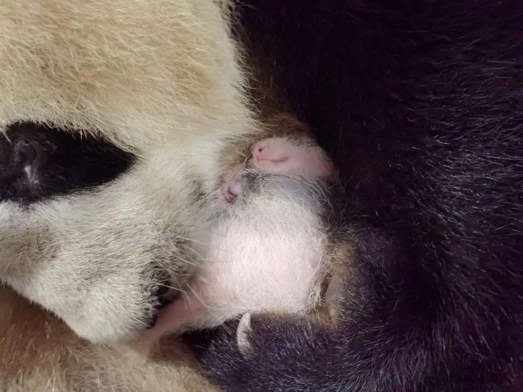 重庆动物园大熊猫新生宝宝满月啦~(内含萌照)_莽仔_成功_产下