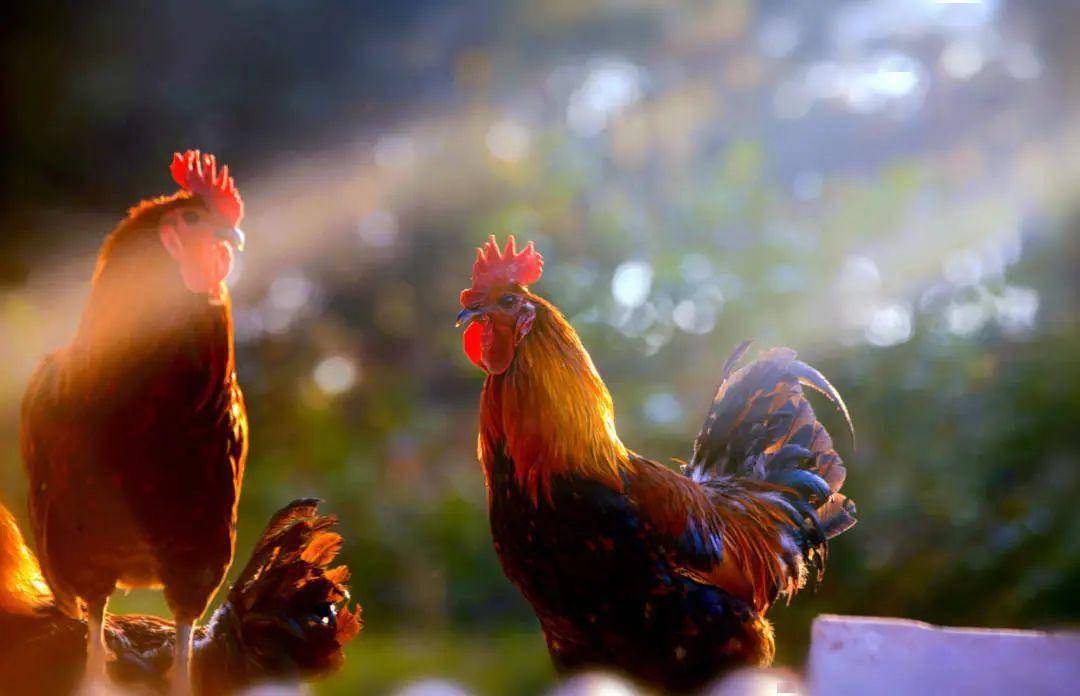 【媒好楚雄】《农民日报》聚焦武定壮鸡产业发展
