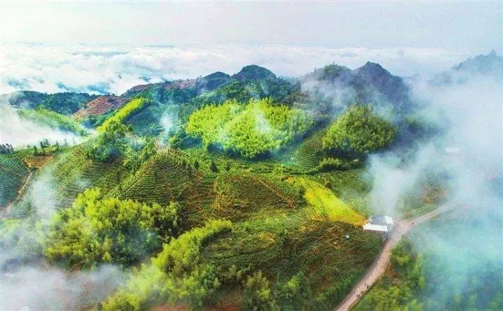 市丹仙湖茶叶有限公司被认定为广东生态茶园(★★★★★)紫金县紫城