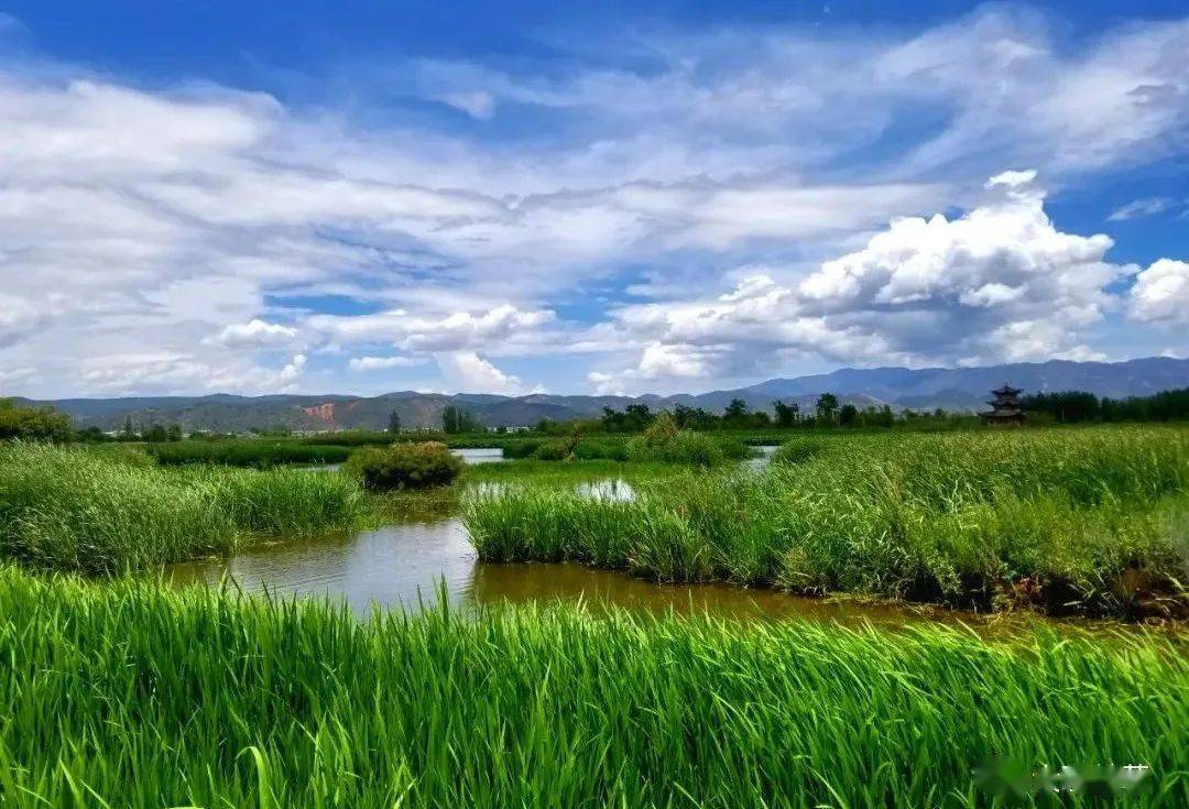 罗时江湿地的"湿"意江湖_大理人_候鸟_植物