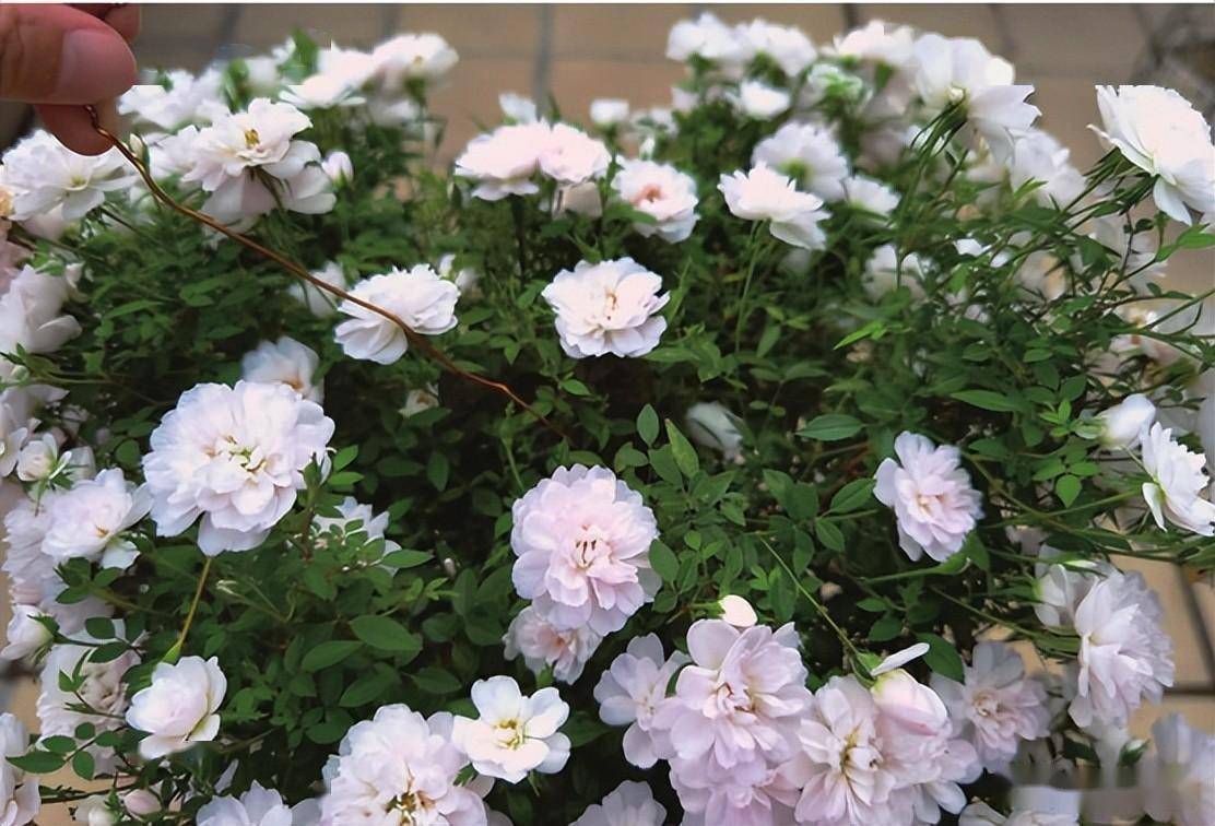 爆盆的姬乙女棒棒糖月季_株型_枝条_养护