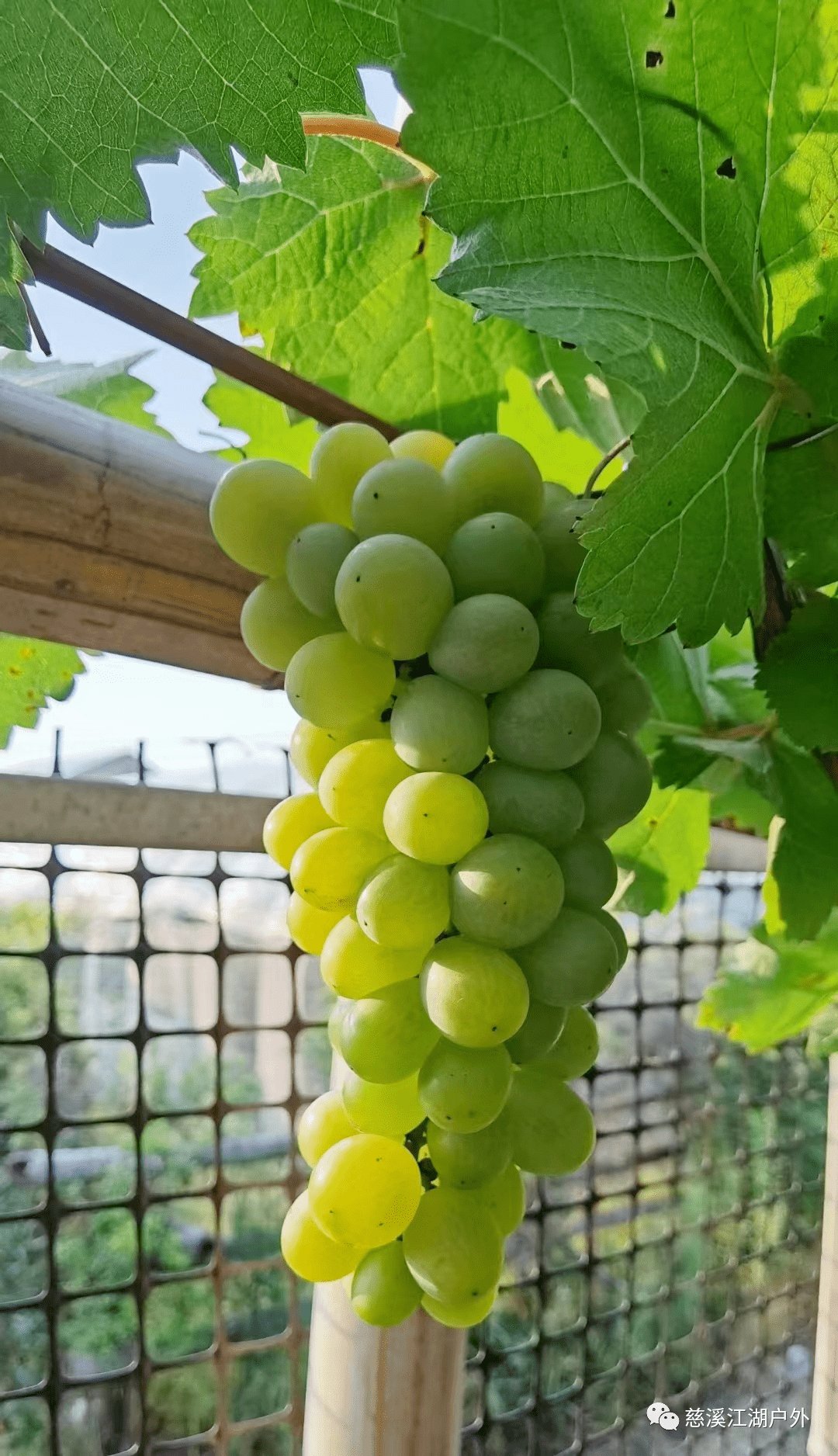 轻岚优选 | 新浦有机老式小颗粒金皇后葡萄,每天新鲜采摘,精品装送礼