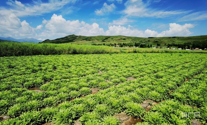 青海互助:高原特色冷凉蔬菜供港首发_张海东_农业_绿色