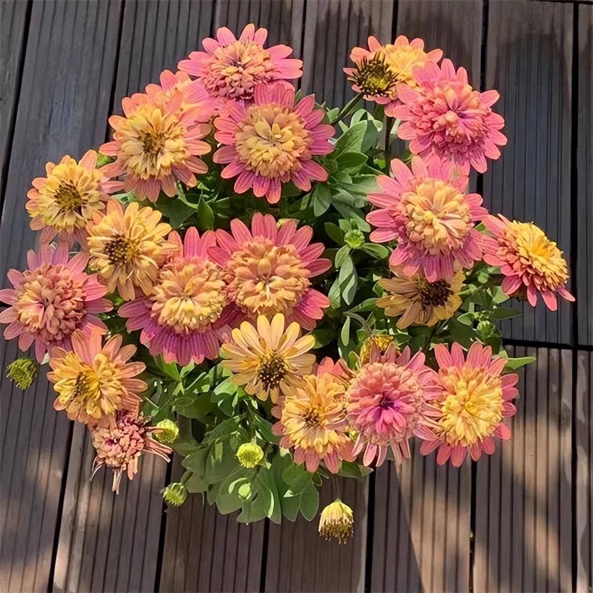 蓝目菊除了伊丽莎白,还有一款叫做折纸白,跟伊