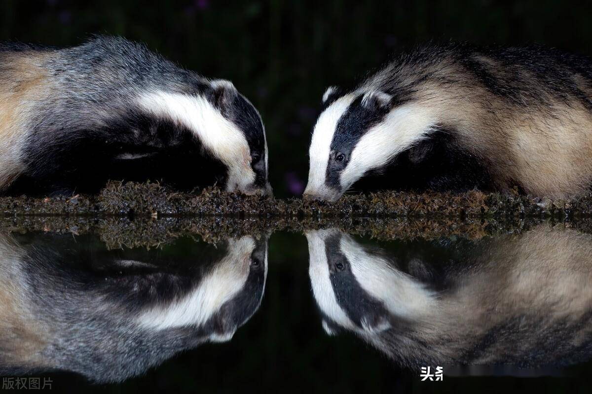 英国苏格兰野生獾夜间外出,相聚水池边进食_Rebecca_父母_图片