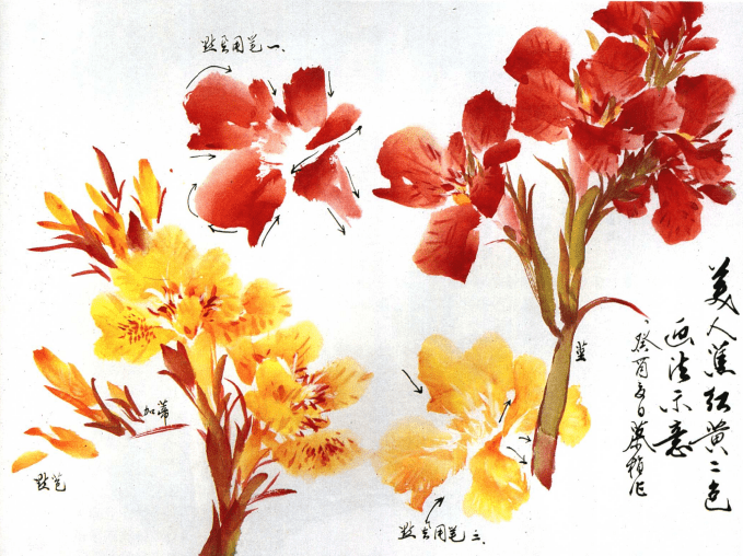 【教程】美人蕉的线描,工笔及写意画法_步骤_线条_胭脂
