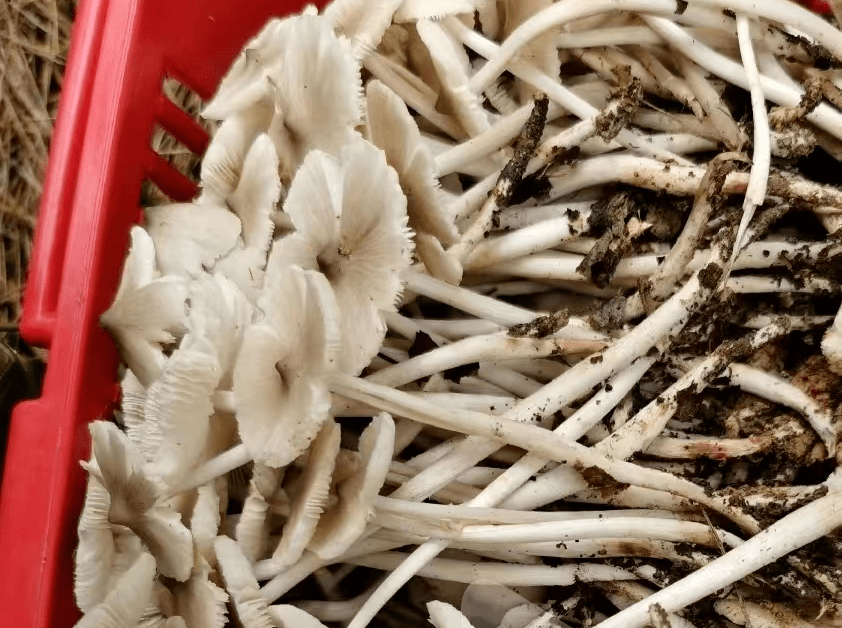 易和美味鸡枞菌混淆的毒菌—近江粉褶菌_食用_部分_我省