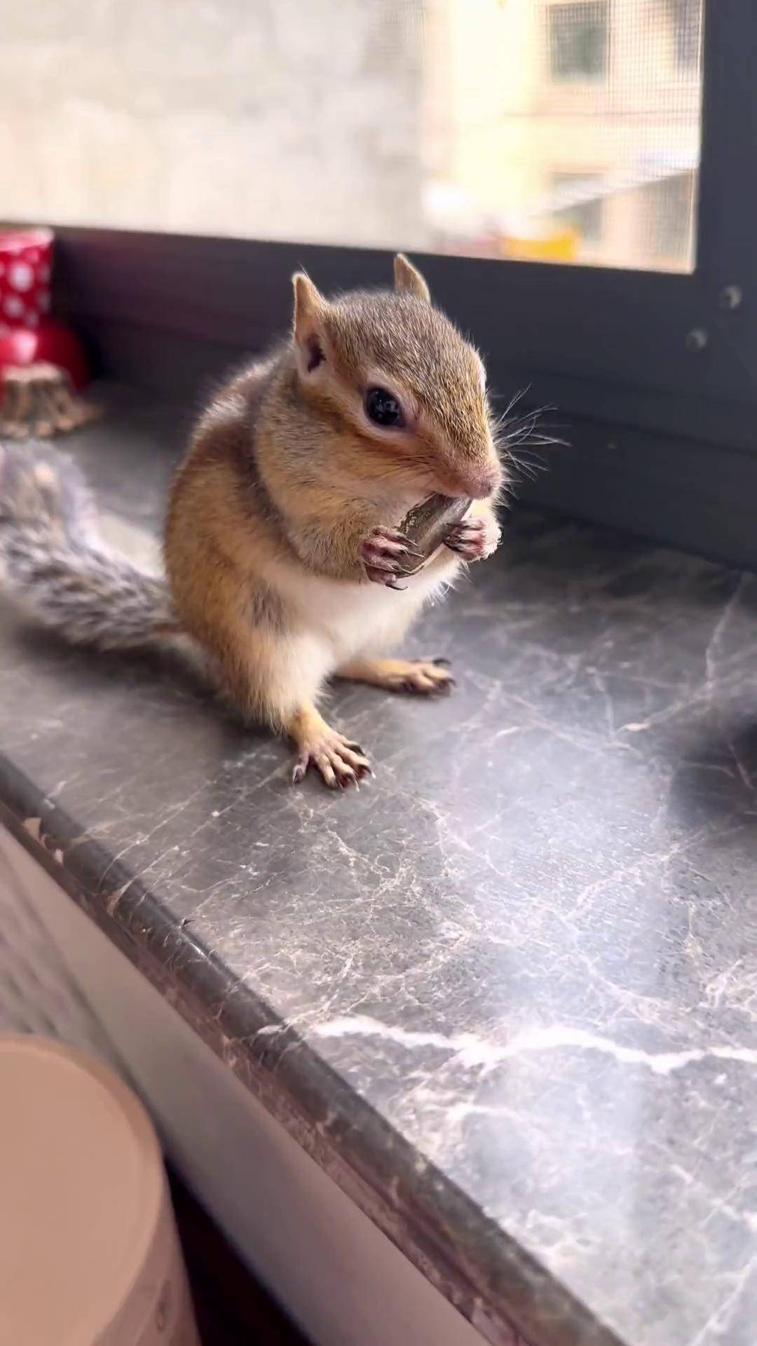 这样吃瓜子才过瘾!人与动物和谐共处 花栗鼠 萌宠出道计划