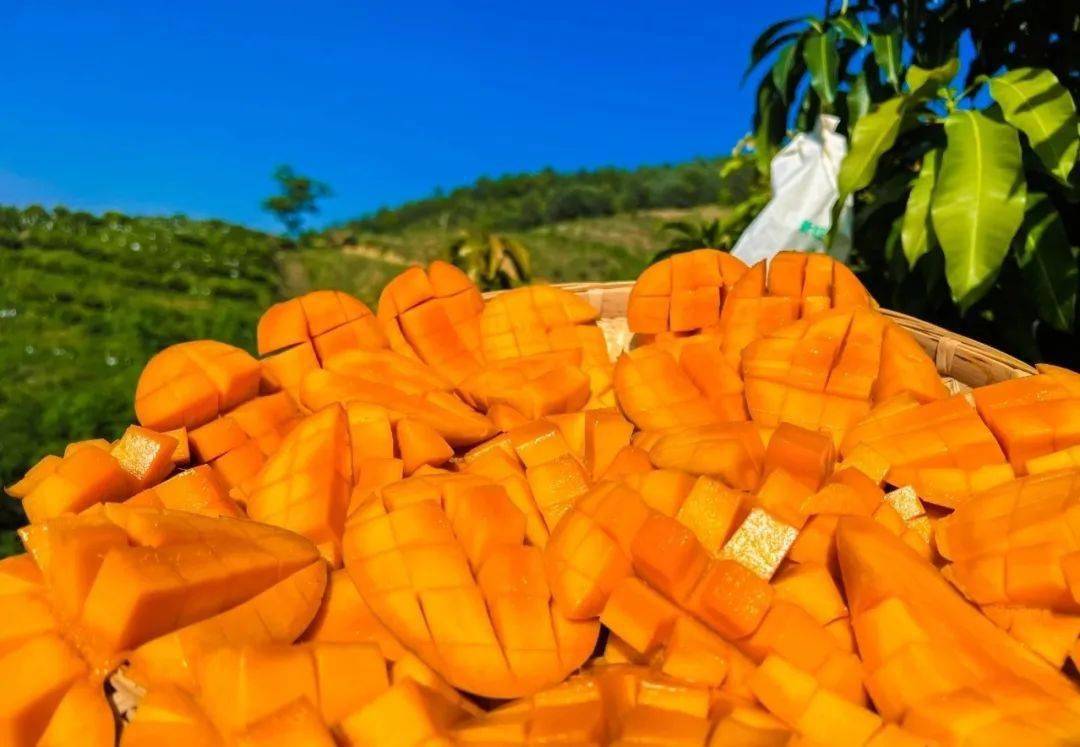 攀枝花芒果"天团"上新_米易县_推广_新品种