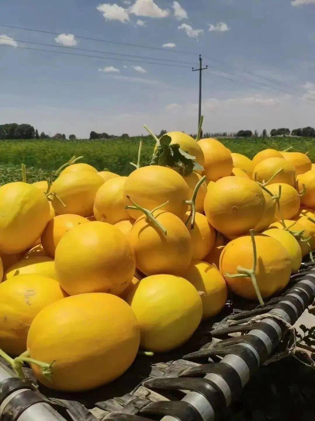 【民勤沙漠蜜瓜 | 全国包邮】18度甜,9.9元付邮送一个,17.