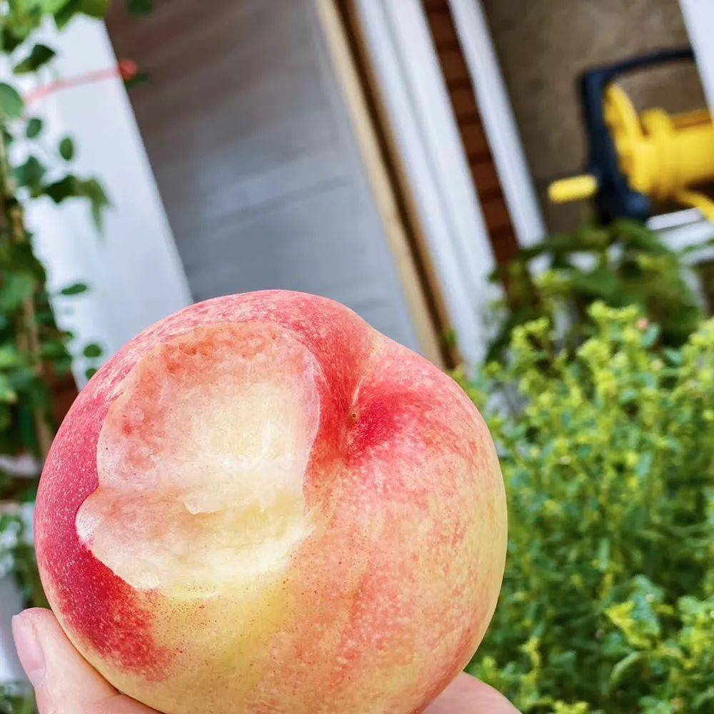 【精品玉露水蜜桃】开团价仅49.9元一箱!桃中"白富美"就是它!