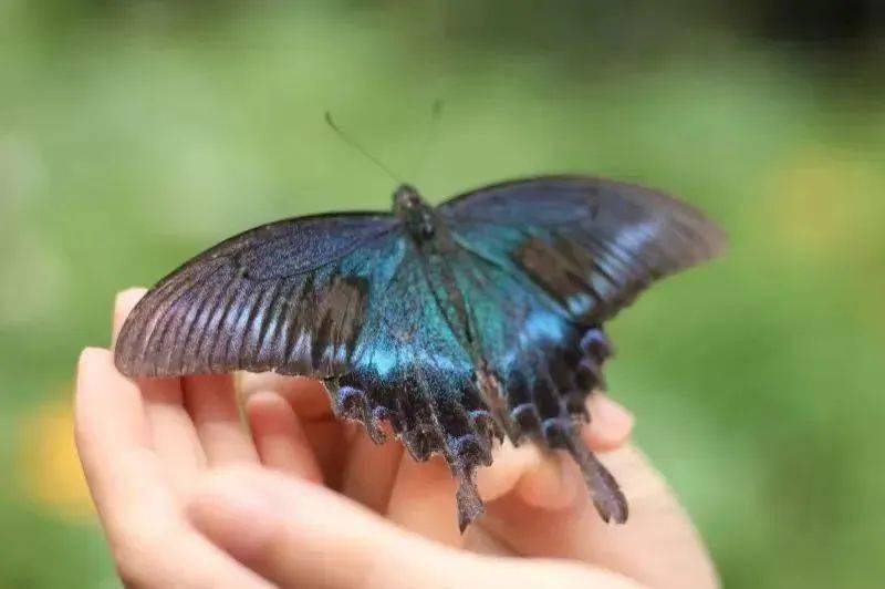 野一夏-棉花棠与你一起山野乐学_昆虫_自然_科普大