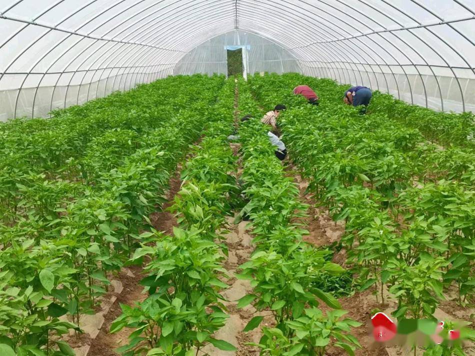 秦安县莲花镇:奏响乡村振兴"椒"响曲_辣椒_大棚_种植户