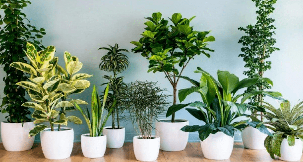 龙血树养护方法_植物风水知识 家居风水植物有_客厅旺运植物