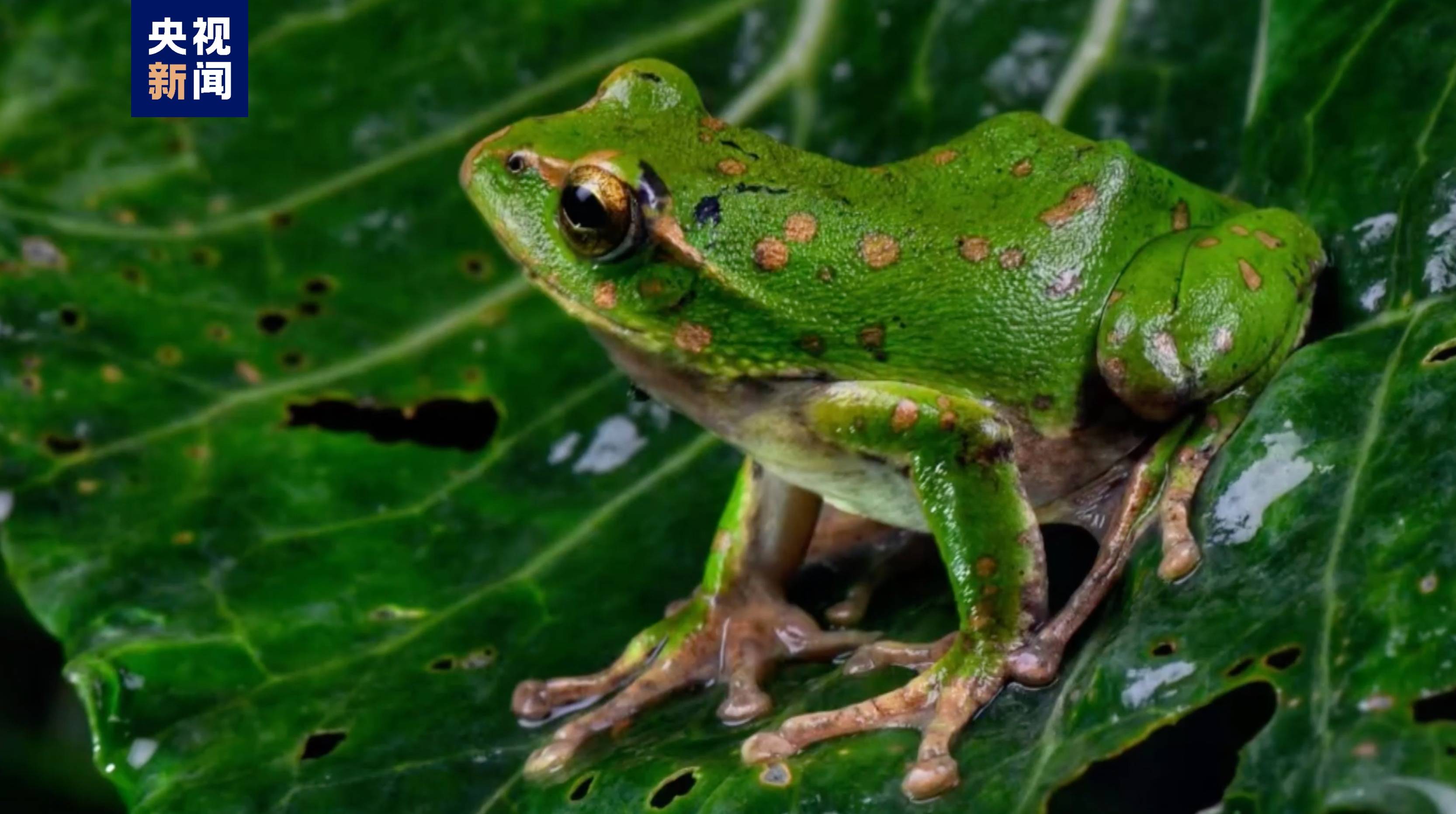 重庆雪宝山保护区首次发现二级保护动物巫溪树蛙_区域_国家_开州