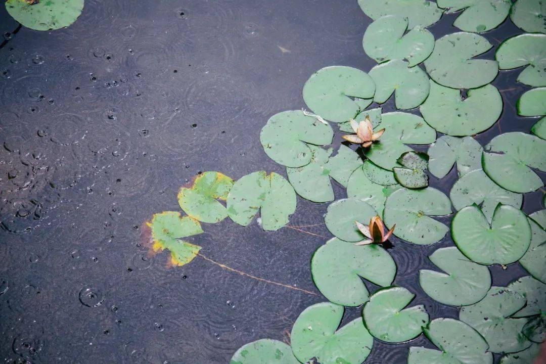 每日背诗 | 送从兄郜_赏析_行人_兄弟