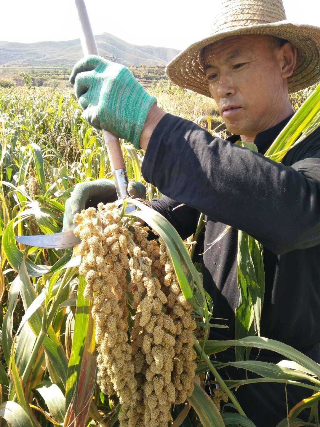 万亩怀安贡米开始收割，黄金小米变成脱贫“铁杆庄稼”