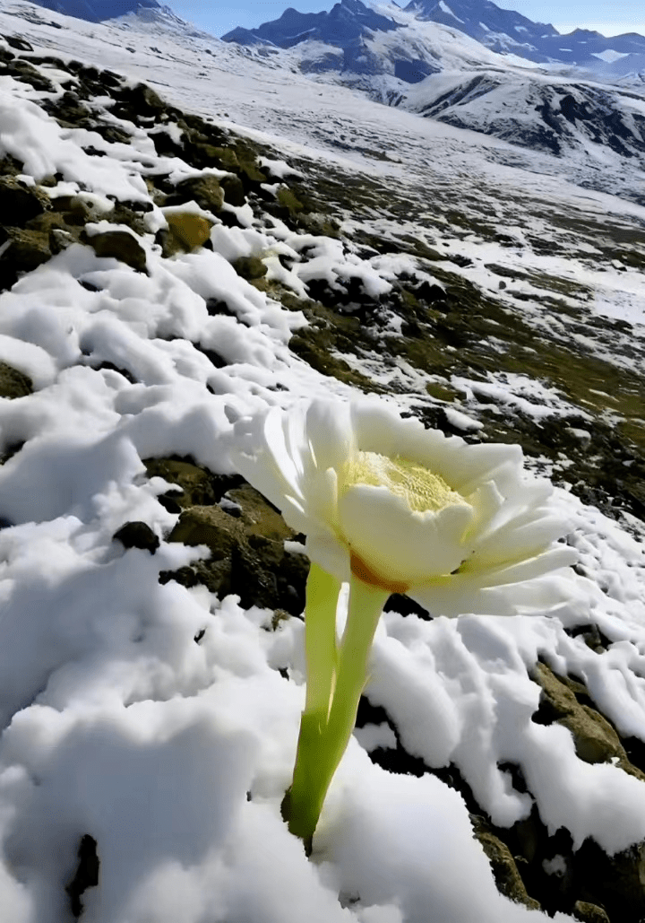 难得一见的天山雪莲花_新疆_百草_开花