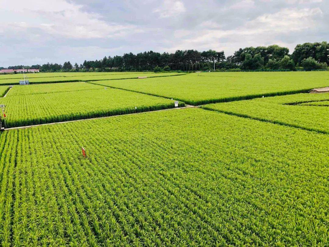 万亩稻花飘香长势正旺 探访五常乔府大院现代农业产业园_稻田_种植