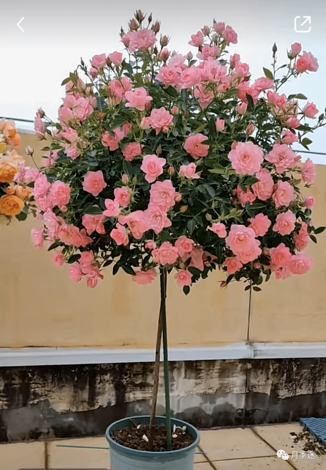 轻松打造成棒棒糖造型,四季有花赏(20多种优秀棒棒糖月季推荐)_品种