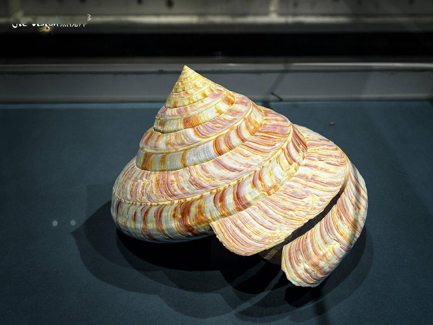 走进青岛贝壳博物馆_法螺_龙宫_翁戎