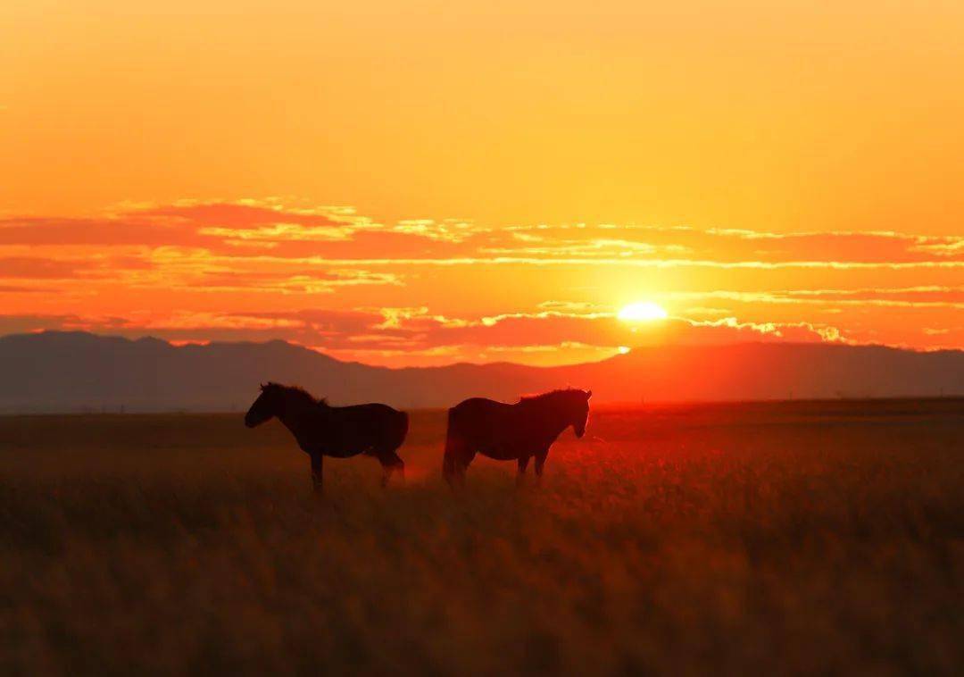 是一匹枣红马有着未被驯服的野性火红的鬃毛散作万道霞光矫健的身影