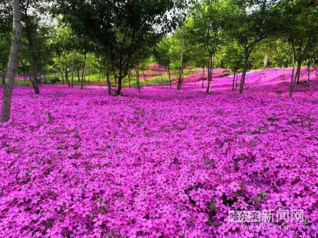 小花圃带火旅游大产业丨五常农民建“百花园”等你(图3)