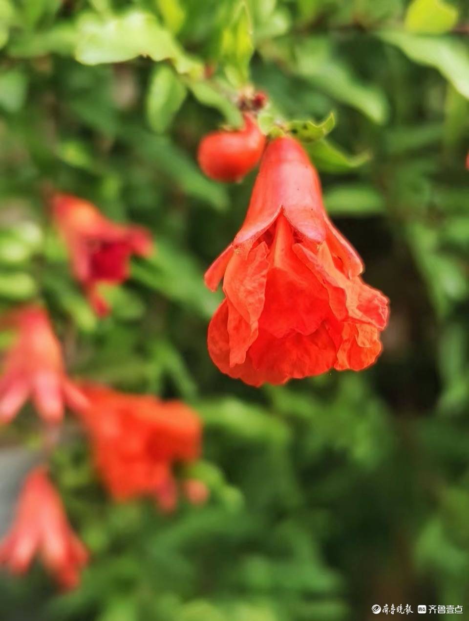 入秋石榴花正艳,宛如红色小喇叭_盆景_高军_邻居