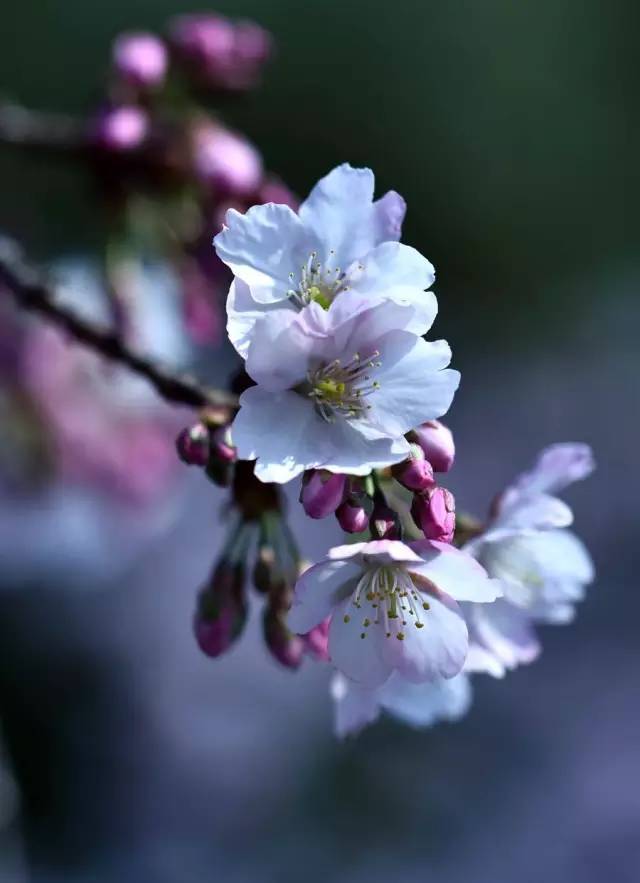 技法| 工笔花卉《樱花》设色方法_花瓣_树枝_花柄