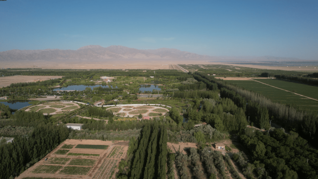 金昌:晴热天气"再回头" 抗旱防火"两手抓"_进行_防护林_林区