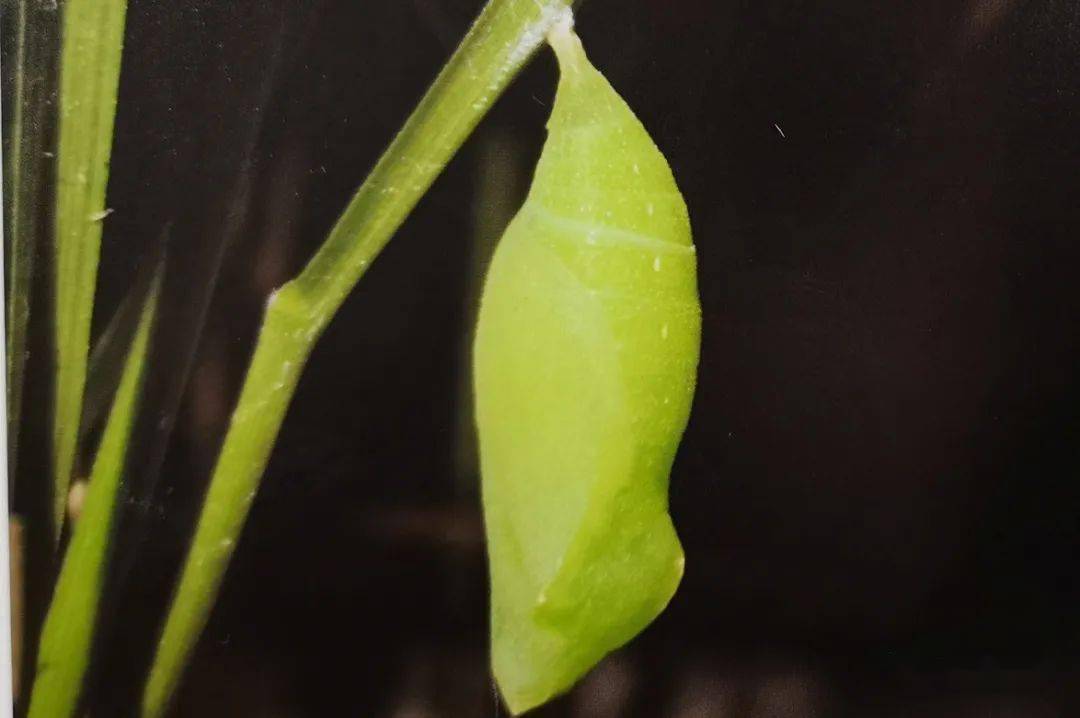 【泰山昆虫科普】——斗毛眼蝶