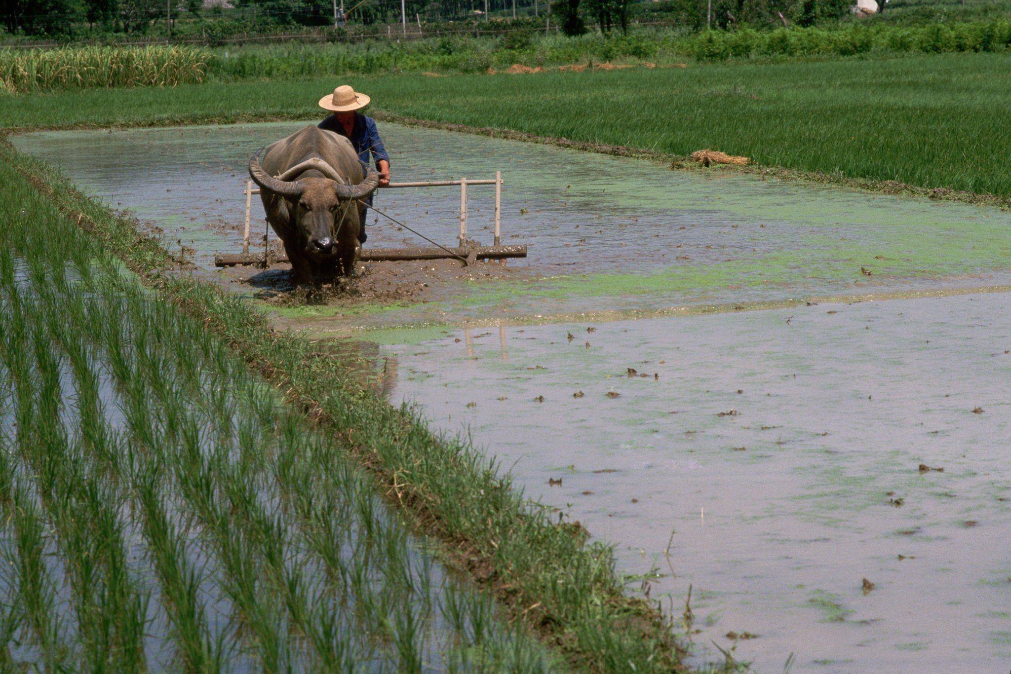 八十年代的田园风光,为何难以忘怀!_农村_稻田_农人