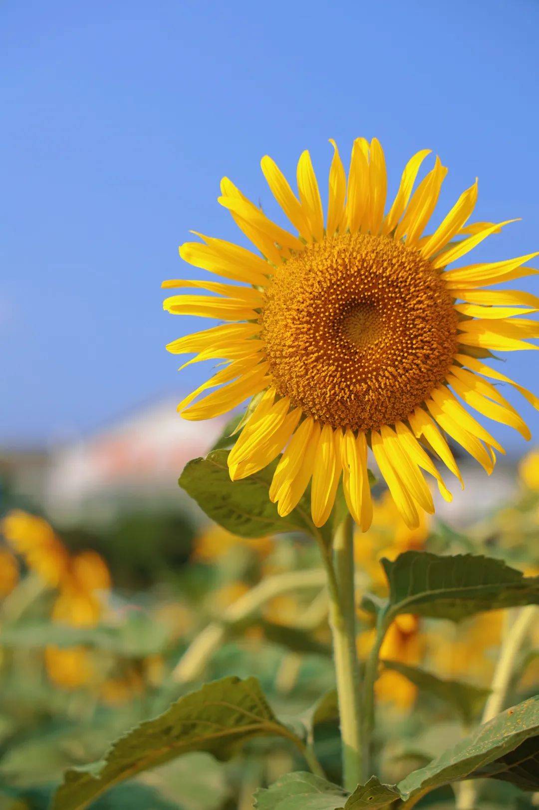 长沙黑麋峰滑翔伞基地的位于桥驿镇杨桥村初秋时节