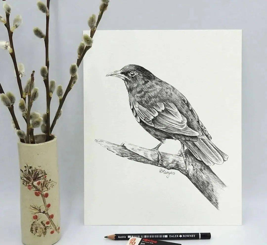 他的动植物素描,细腻又精致