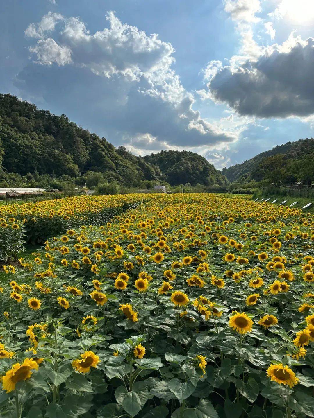 宫崎骏的向日葵花海 在昆明找到啦_塔村_地址_温泉街道