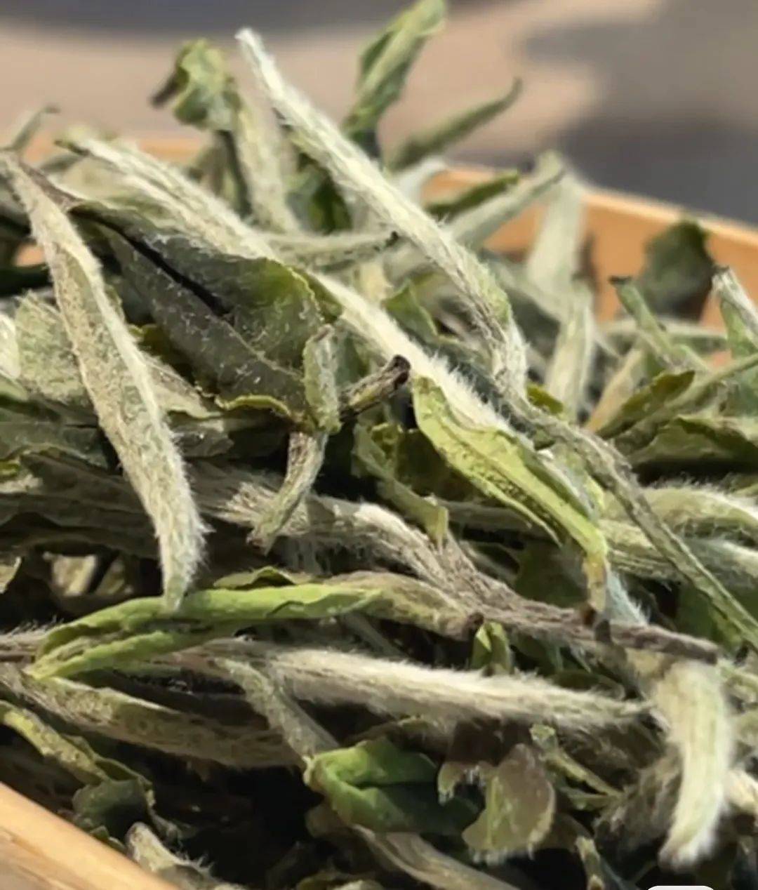 白牡丹别称茶中仙子是福建名茶绿叶夹银白色毫心叶背遍布洁白茸毛