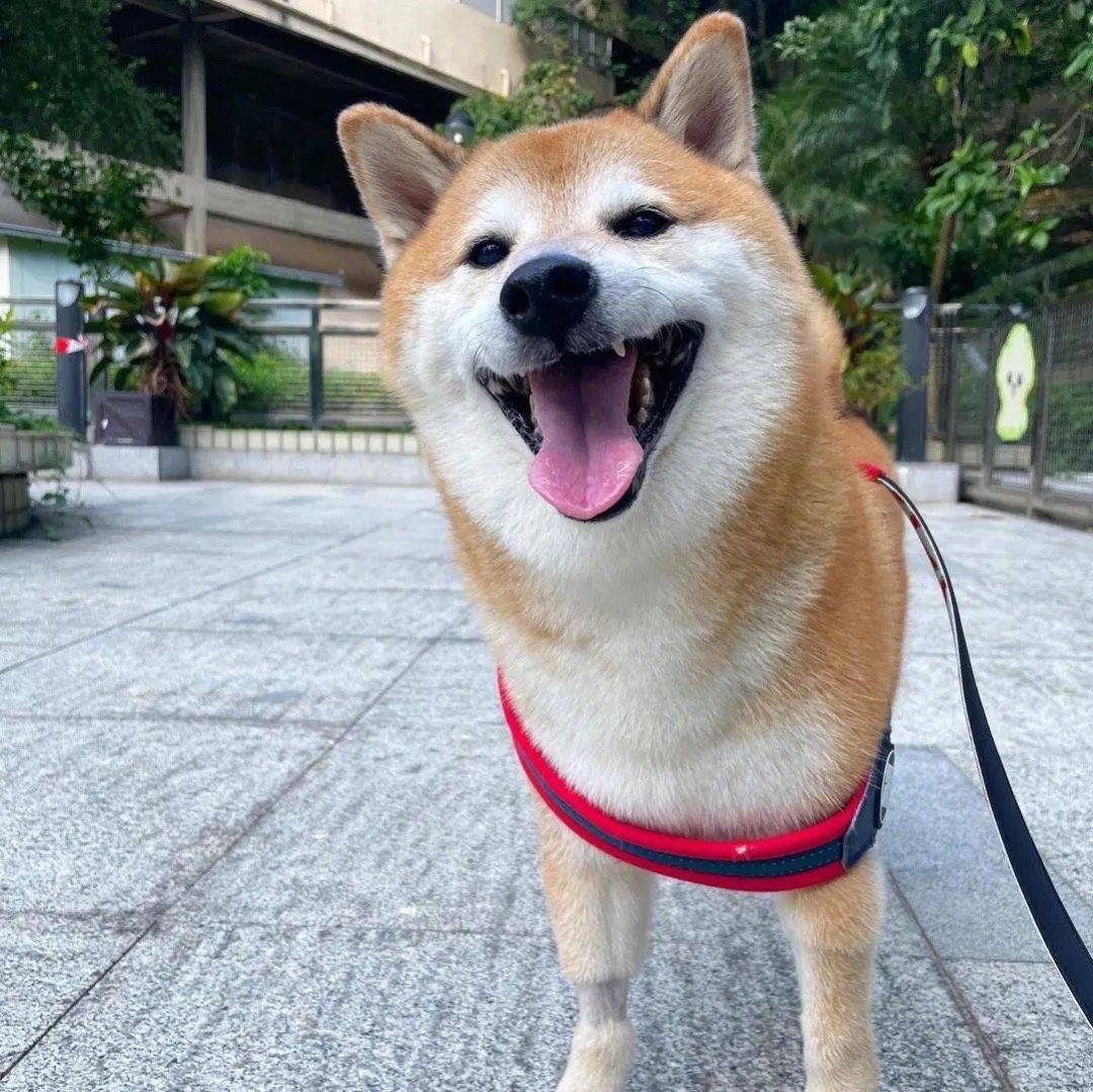 知名柴犬手术中去世,很多人爱用它的表情包…_balltze_cheems_网友