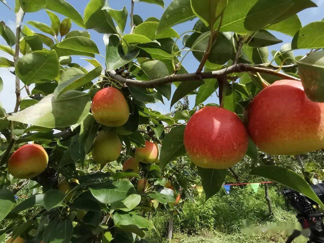 祥云红梨节 喜庆闹丰收_种植_活动_刘厂镇