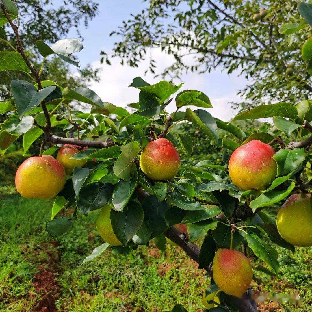 今年我们的红梨丰收了,我采用种养结合的方式,使用