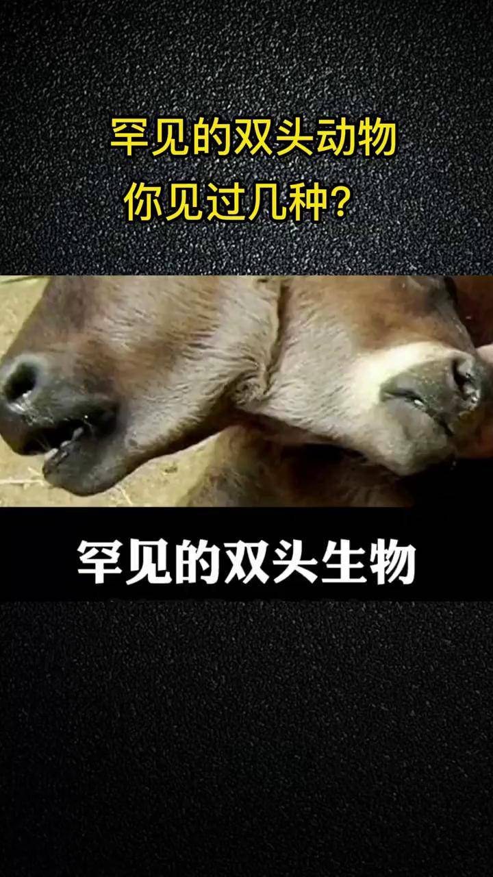 罕见的双头动物,你见过几种?