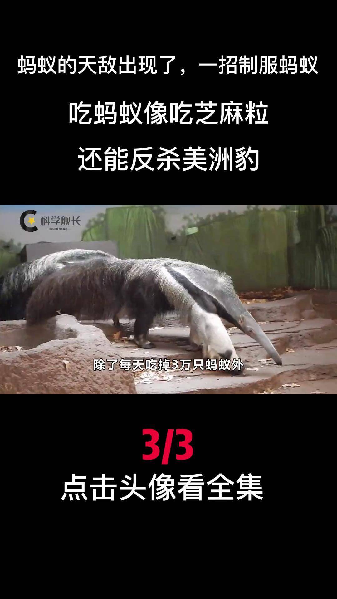 蚂蚁的天敌出现了,吃蚂蚁就像吃芝麻粒,还能反杀美洲豹?