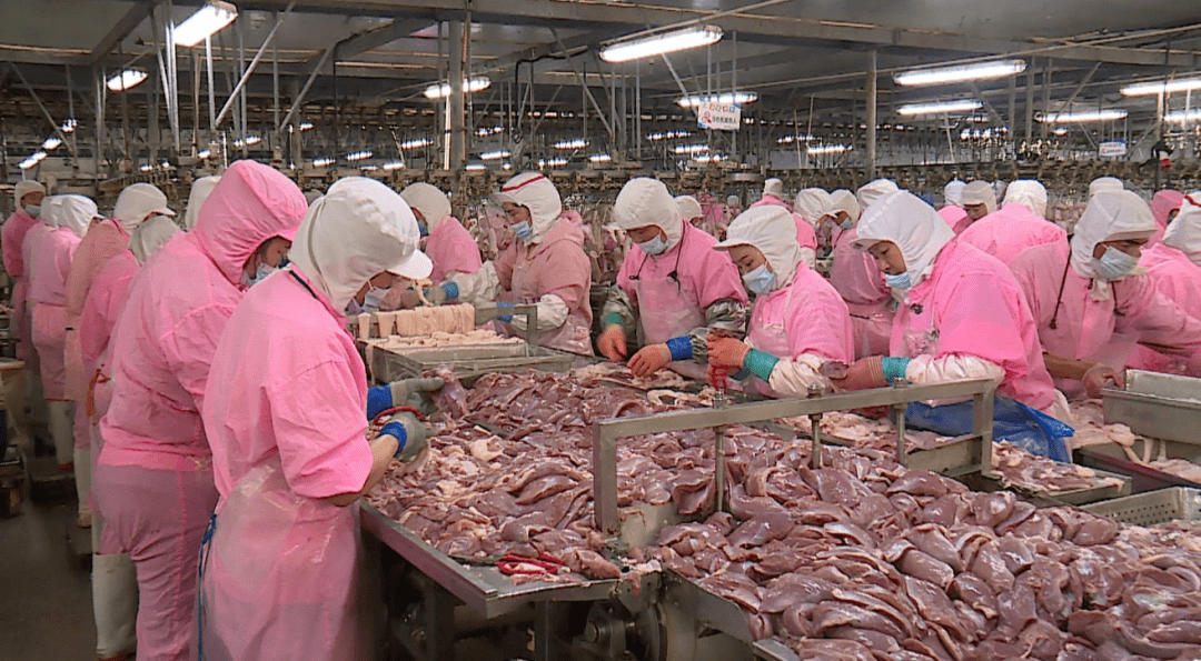 【聚焦高质量发展】蒙城:打造长三角区域"菜园子""肉铺子"_加工_企业