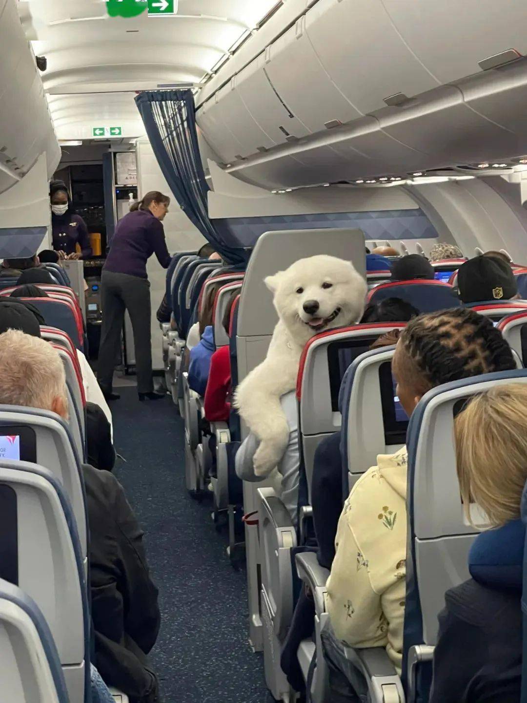 在飞机上偶遇了一只“北极熊”…它真的好可爱呀！