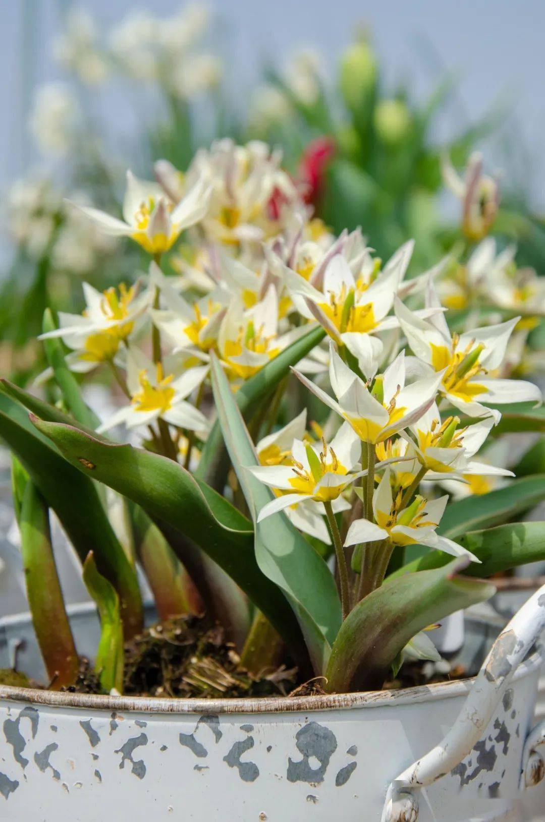 62个小球根品种图鉴!打造你的春日缤纷花园~_植物_水仙_开花