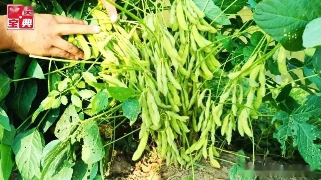 中豆41,油6019,中豆57等金色大豆粒粒生金,闪耀"鱼米之乡"!