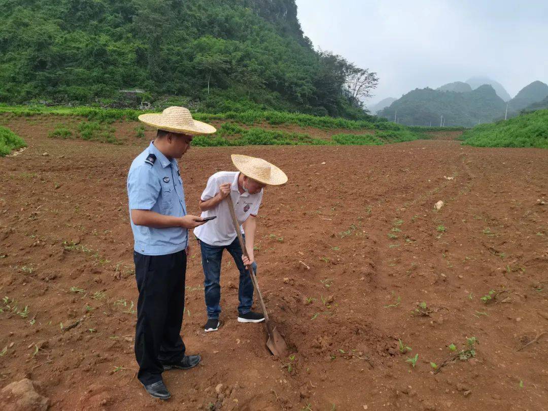 平果市自然资源局:严守耕地保护红线 夯实粮食安全根基_工作_田长