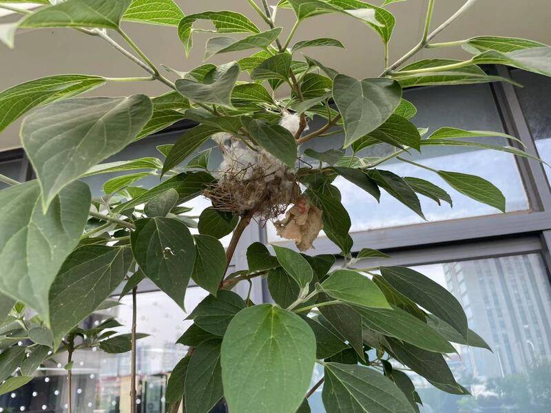 上海越来越多花园少了"匠气"多了生机,但种对乡土植物未必能"招蜂引蝶