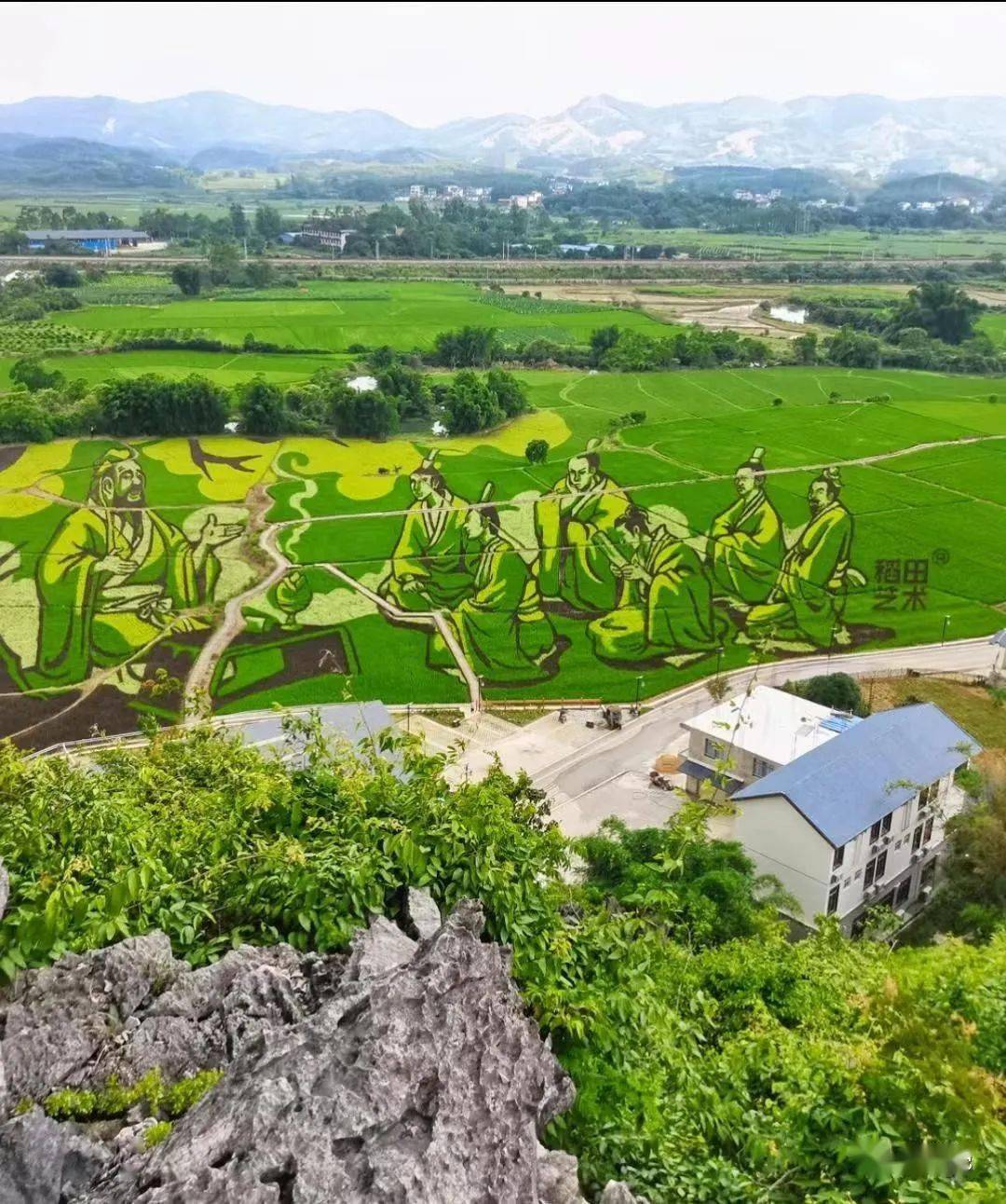 宾阳这个网红打卡点,年年出新……_稻田_大陆_水稻